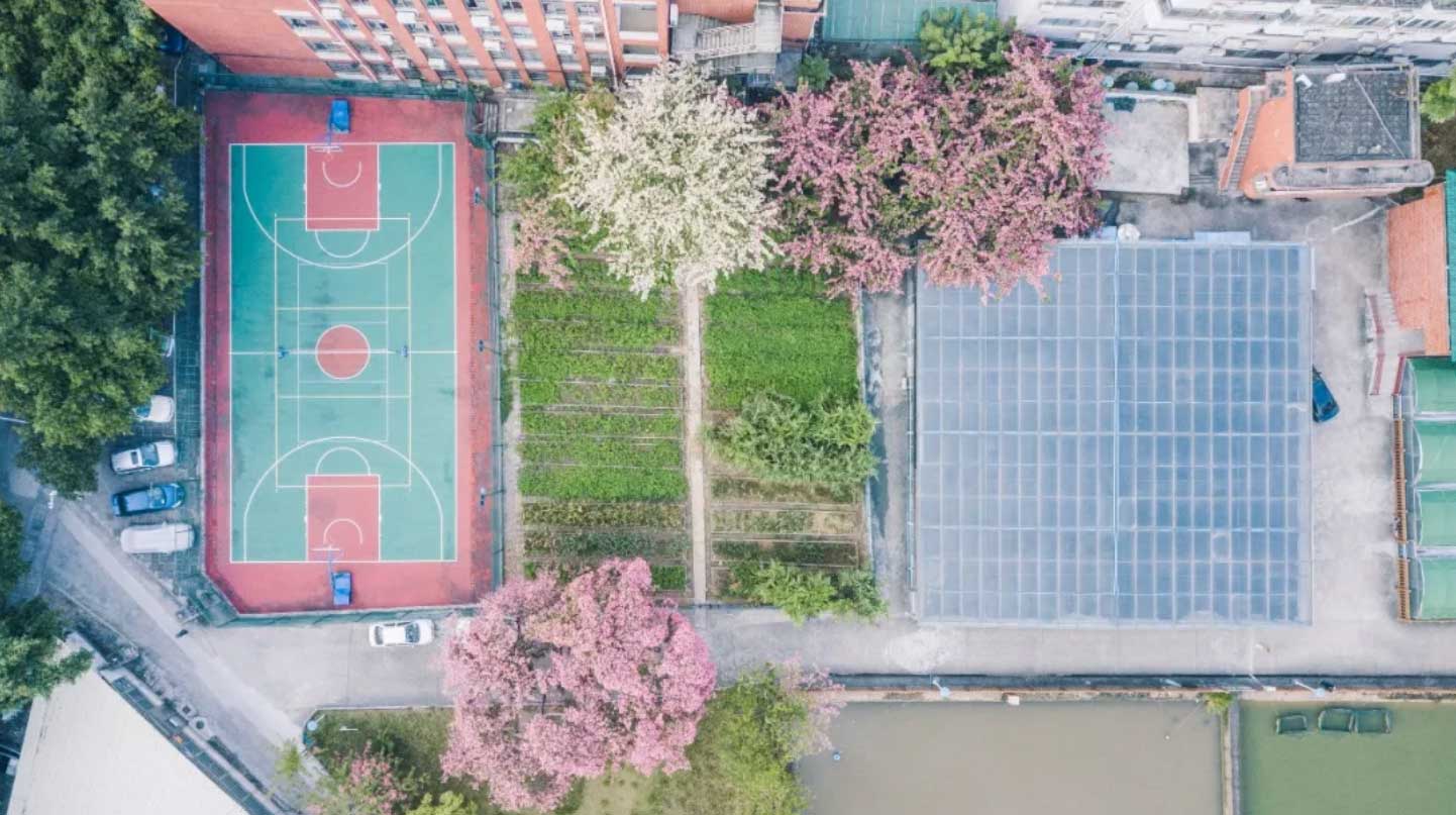 华师风景